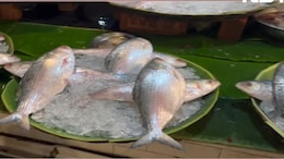 Bangladesh Reverses Ban On Hilsa Fish Export To India Ahead Of Durga Puja