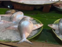 Hilsa Prices To Pinch Pockets This Puja Despite Bangladesh's Export Nod: Traders Hilsa Prices To Pinch Pockets This Puja Despite Bangladesh's Export Nod: Traders
