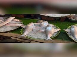 Bangladesh Crisis Hits Tables In Bengal, Northeast, As Hilsa Import Stops