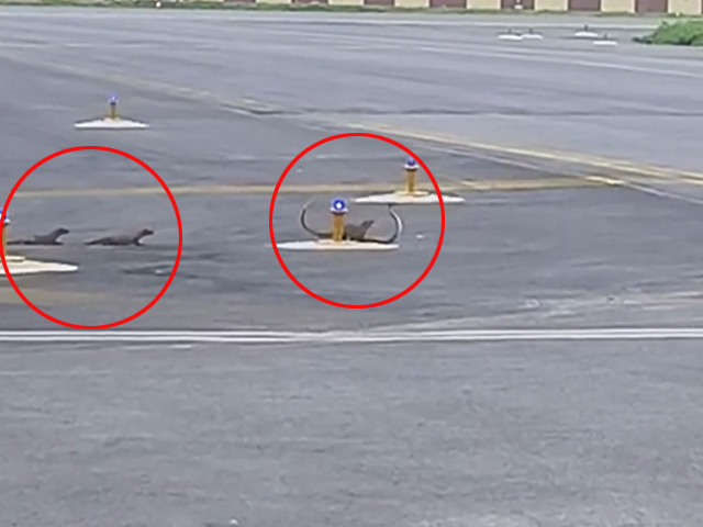 Watch: Snake vs Mongoose At Patna Airport. Guess Who Won?