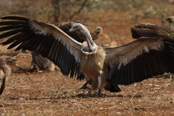 Indian Vultures: भारत में गिद्धों के ख़त्म होने से कैसे चली गई 5 लाख लोगों की जान? | NDTV India Indian Vultures: भारत में गिद्धों के ख़त्म होने से कैसे चली गई 5 लाख लोगों की जान? | NDTV India