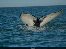 Japan To Now Hunt Second-Largest Whale Species Japan To Now Hunt Second-Largest Whale Species
