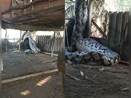 फूस की दीवार तोड़ बाड़े में घुस आई ऐसी चीज, देख लोगों का डर से कांप उठा कलेजा, अपने रिस्क पर देखें VIDEO फूस की दीवार तोड़ बाड़े में घुस आई ऐसी चीज, देख लोगों का डर से कांप उठा कलेजा, अपने रिस्क पर देखें VIDEO