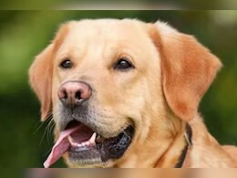 कुत्ते ने 3 साल के मासूम को नोचा, घर के आंगन में खेल रहा था बच्चा कुत्ते ने 3 साल के मासूम को नोचा, घर के आंगन में खेल रहा था बच्चा