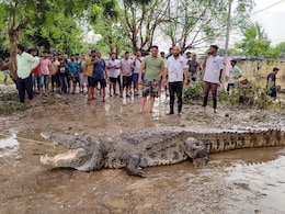 सड़क से लेकर घरों तक मगरमच्छ का आतंक, गुजरात में आखिर ये हो क्या रहा