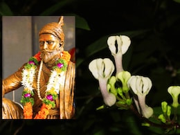 Vishalgad : विशाळगड परिसरातील नव्या वनस्पतीला छत्रपती शिवरायांचं नाव Vishalgad : विशाळगड परिसरातील नव्या वनस्पतीला छत्रपती शिवरायांचं नाव