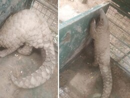 आबादी वाले क्षेत्र में घुसा डायनासोर जैसा दिखने वाला अनोखा जानवर, ग्रामीणों में हड़कंप