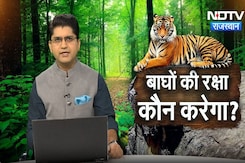 Rajasthan: Tiger Reserve में बाघों की रक्षा करने वाला कोई नहीं, कौन जिम्मेदार? | Latest | Alwar Rajasthan: Tiger Reserve में बाघों की रक्षा करने वाला कोई नहीं, कौन जिम्मेदार? | Latest | Alwar