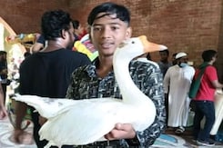 Bangladesh Protesters Loot Hens, Sarees From Sheikh Hasina's Palace Bangladesh Protesters Loot Hens, Sarees From Sheikh Hasina's Palace