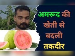 Guava Farming: विदेश में पढ़कर लौटने के बाद शुरू की किसानी, अब अमरूद की खेती से सालाना कमाते हैं इतने करोड़