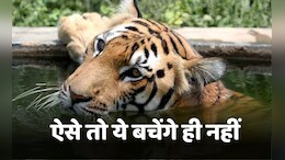 EXCLUSIVE: अफसोस! टाइगर स्टेट मध्यप्रदेश में ही बाघ 'अनसेफ', वन विभाग की रिपोर्ट में उठे ये सवाल