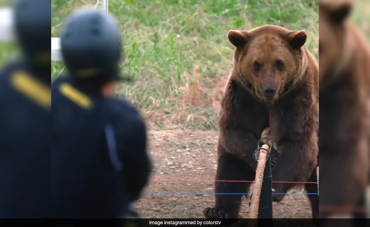<i>Khatron Ke Khiladi 14</i>: A Tug-Of-War Between Karan Veer Mehra And A Bear