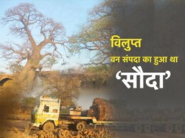 खुरासानी इमली पेड़ों की 'तस्करी' मामले में MP हाईकोर्ट का ऐतिहासिक फैसला, एक के जगह 10-10 पेड़ लगाने का निर्देश खुरासानी इमली पेड़ों की 'तस्करी' मामले में MP हाईकोर्ट का ऐतिहासिक फैसला, एक के जगह 10-10 पेड़ लगाने का निर्देश