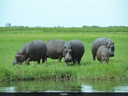 Namibia To Kill 700 Animals, Including Elephants, Zebras, And Hippos, For Meat Amid Severe Drought Namibia To Kill 700 Animals, Including Elephants, Zebras, And Hippos, For Meat Amid Severe Drought