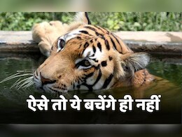 सावधान ! कहीं पन्ना रिपीट न हो बांधवगढ़ में, बाघों पर बढ़ते खतरे को लेकर उठी CBI जांच की मांग