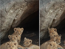 गुफा से बाहर निकलकर मस्ती करते दिखे चार शेर शावक, खूबसूरत नज़ारा देख मंत्रमुग्ध हुए लोग, बार-बार देख रहे Video गुफा से बाहर निकलकर मस्ती करते दिखे चार शेर शावक, खूबसूरत नज़ारा देख मंत्रमुग्ध हुए लोग, बार-बार देख रहे Video