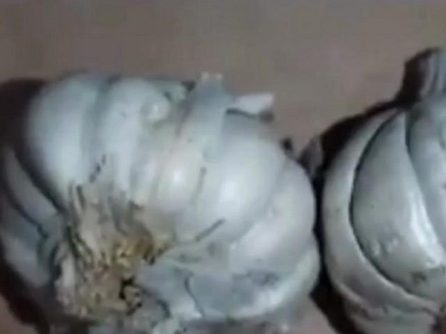 Watch: Garlic Made Of Cement Found In Maharashtra Market For Sale