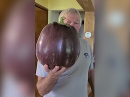 दुनिया का सबसे भारी बैंगन कुछ इस तरह दिखता है, गिनीज वर्ल्ड रिकॉर्ड्स में हुआ दर्ज