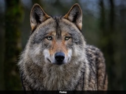Wolf Attacks Kill 2, Injure 9 In UP&#039;s Bahraich, Authorities On Alert