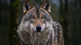 Wolf Attacks Kill 2, Injure 9 In UP's Bahraich, Authorities On Alert