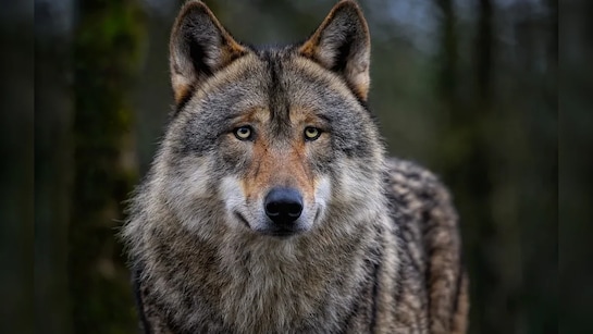 Wolf Attacks Kill 2, Injure 9 In UP