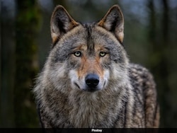 2 Wolves Killed In UP After Attacks On 25 People, Search On For Others