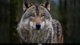 5-Year-Old Boy Dies After Attack By Wolves In UP's Bahraich