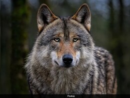 2 Wolves Killed In UP After Attacks On 25 People, Search On For Others 2 Wolves Killed In UP After Attacks On 25 People, Search On For Others