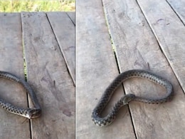 सांप अपनी ही पूंछ को लगा खाने, देखते ही देखते निगल गया शरीर का आधा हिस्सा, कमज़ोर दिल वाले न देखें Video सांप अपनी ही पूंछ को लगा खाने, देखते ही देखते निगल गया शरीर का आधा हिस्सा, कमज़ोर दिल वाले न देखें Video