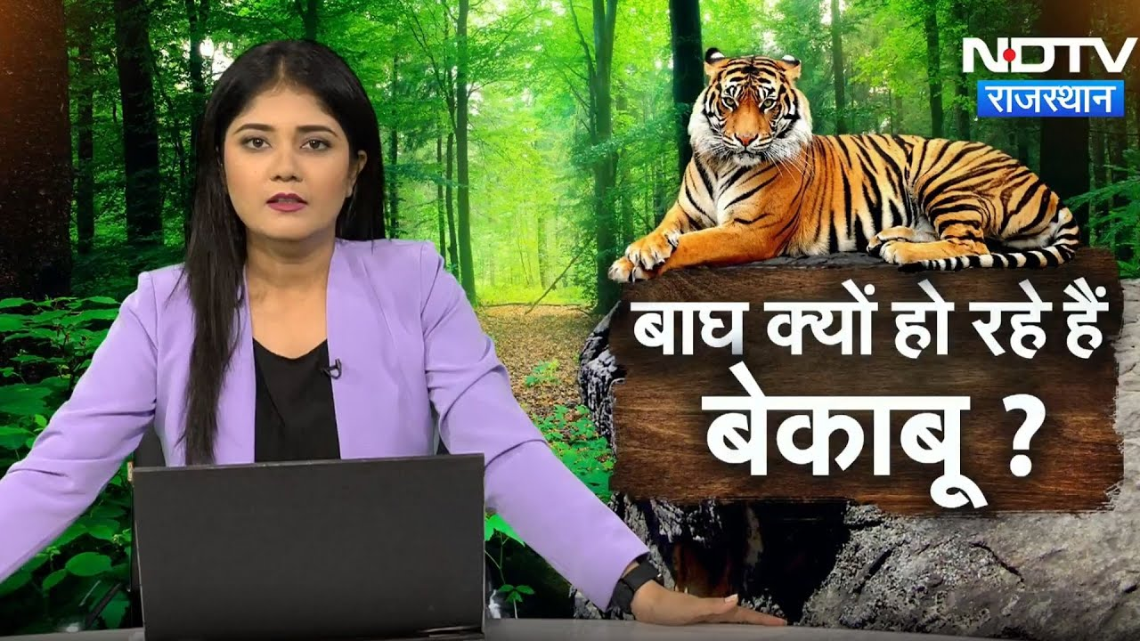 Rajasthan: बाघ क्यों हो रहे हैं बेकाबू ? | Latest | Alwar | Aaj Ka Mudda