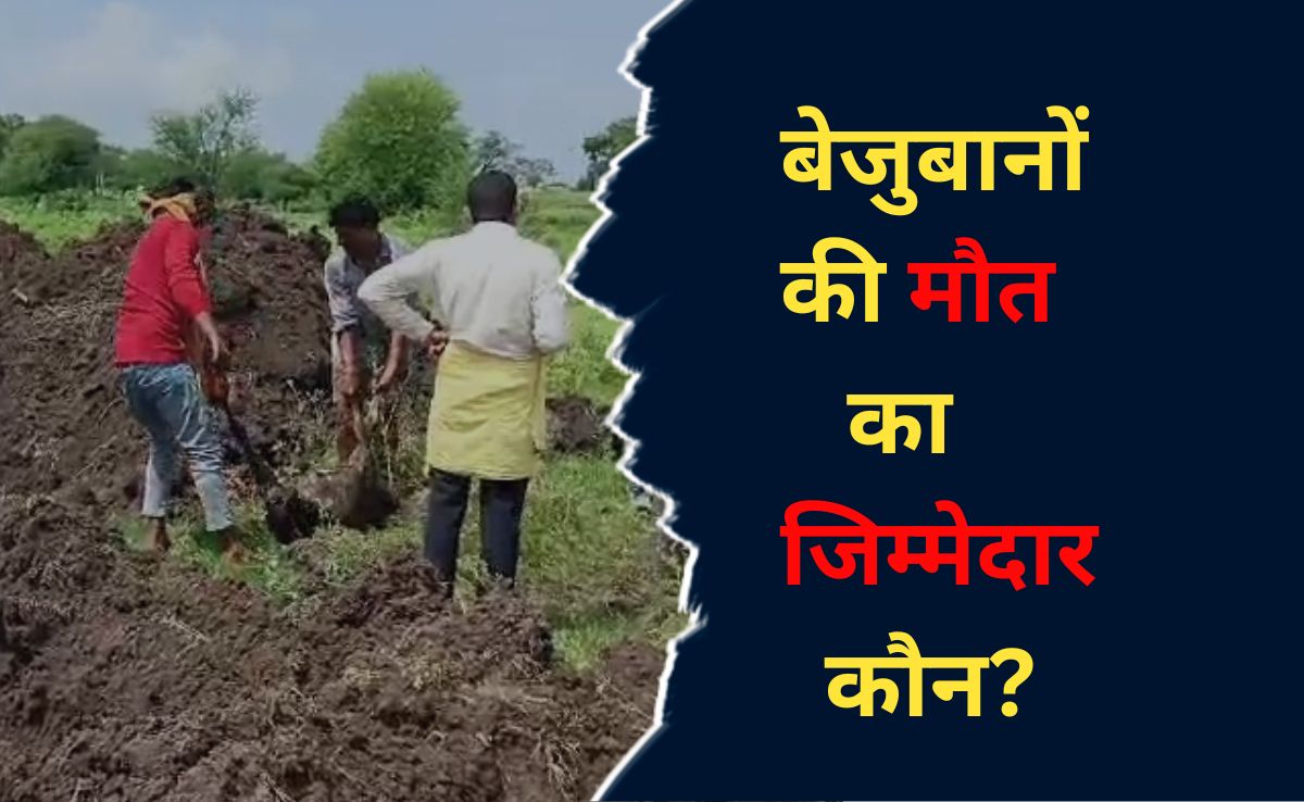 इस सड़क पर मिले 22 गायों के शव, वाहन से फेंकने और तस्करी की आशंका, मंत्री ने कही यह बात 