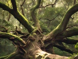 बिना अनुमति के काट डाले पेड़, अफसरों कर्मचारियों पर गिरी गाज, मंत्री मदन दिलावर ने किया सस्पेंड बिना अनुमति के काट डाले पेड़, अफसरों कर्मचारियों पर गिरी गाज, मंत्री मदन दिलावर ने किया सस्पेंड