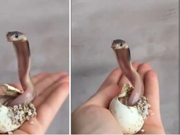 क्या आपने कभी किंग कोबरा को अंडे से निकलते देखा है? अगर नहीं तो ये वायरल Video आपके रोंगटे खड़े कर देगा