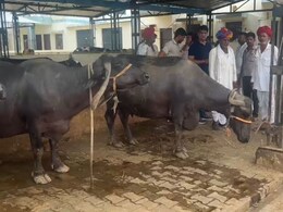 बारिश के मौसम में मवेशियों की मौत बनी चिंता का विषय, एक ही जिले से 3 दिन में 19 की मौत