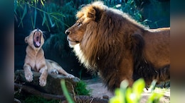 Loco Pilots Save 2 Lions On Railway Track By Halting Goods Train In Gujarat