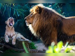 Loco Pilots Save 2 Lions On Railway Track By Halting Goods Train In Gujarat