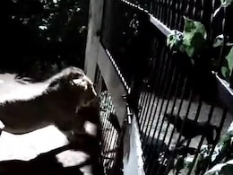 Watch: 2 Dogs, 2 Lions, And An Almost-Fight In Gujarat Watch: 2 Dogs, 2 Lions, And An Almost-Fight In Gujarat
