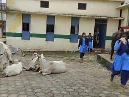 स्कूल के अंदर कहाँ से घुस गई इतनी गाय? टीचर बोले- "दरवाजे के साथ हुई छेड़छाड़" 