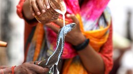 Nag Panchami 2024: नागपंचमी पर बन रहे कई शुभ योग, जानिए शुभ मुहूर्त, पूजा विधि और अन्य जरूरी बातें&nbsp;