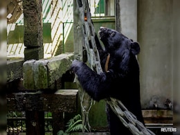 Hunters, Conservationists Design Safer Traps To Protect Formosan Bears Hunters, Conservationists Design Safer Traps To Protect Formosan Bears