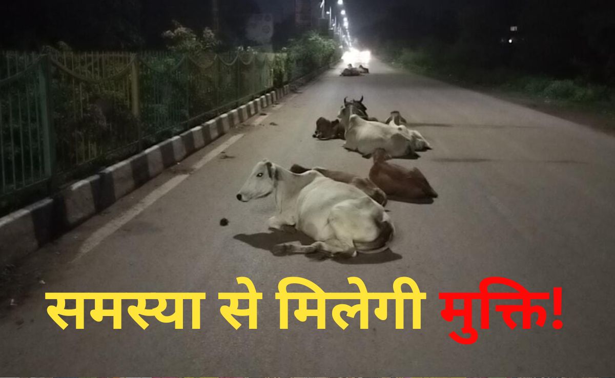 छत्तीसगढ़ के इस जिले में बनेगा गौ अभ्यारण्य, 1500 मवेशियों को एक साथ रखने की होगी व्यवस्था, ऐसे चल रही है तैयारी&nbsp;