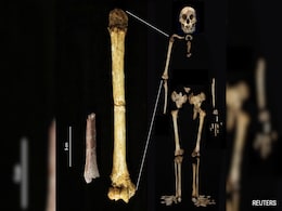 Discovery Of Tiny Arm Bone Sheds Light On Mysterious ''Hobbit'' Humans Discovery Of Tiny Arm Bone Sheds Light On Mysterious ''Hobbit'' Humans