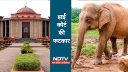 CG High Court: करंट से हाथियों की मौत पर सख्त छत्तीसगढ़ हाई कोर्ट, वन और बिजली विभाग को लगाई फटकार