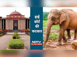 CG High Court: करंट से हाथियों की मौत पर सख्त छत्तीसगढ़ हाई कोर्ट, वन और बिजली विभाग को लगाई फटकार