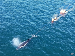 Humpback Whale Freed From Entanglement After 22-Hour Rescue In Sydney Humpback Whale Freed From Entanglement After 22-Hour Rescue In Sydney