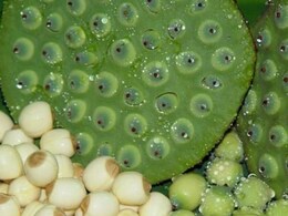 Lotus Seed Benefits: गर्भवती महिलाओं के लिए कारगर साबित होते हैं कमल के बीज, शिशु में भर देते हैं लौहे जैसी ताकत