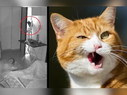 VIDEO : फिल्म डायरेक्टर के घर में घुसे चोर, तो बिल्ली ने मचा दिया शोर, भागे उल्टे पैर