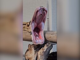 क्या कभी सांप को उबासी लेते हुए देखा है? वायरल Video ने लोगों को किया हैरान, देखकर खड़े हो जाएंगे रोंगटे क्या कभी सांप को उबासी लेते हुए देखा है? वायरल Video ने लोगों को किया हैरान, देखकर खड़े हो जाएंगे रोंगटे