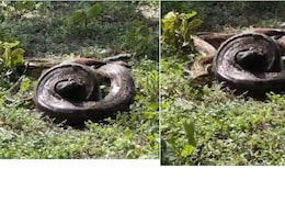 अजगर ने बकरी को दबोचा, कर रहा था निगलने की कोशिश, IFS अधिकारी ने लोगों से पूछा- ऐसी स्थिति में आप क्या करेंगे... अजगर ने बकरी को दबोचा, कर रहा था निगलने की कोशिश, IFS अधिकारी ने लोगों से पूछा- ऐसी स्थिति में आप क्या करेंगे...