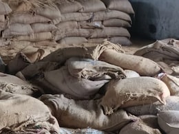In Madhya Pradesh, Insects In Wheat Bags, Lakhs Of Tonnes Allowed To Rot In Madhya Pradesh, Insects In Wheat Bags, Lakhs Of Tonnes Allowed To Rot